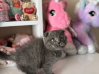 Scottish Fold Yavrular