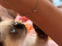 Minik british blue point british shorthair