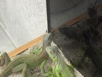 4 aylık iguana