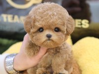 EN AKILLI VE TATLI TOY POODLE BEBEKLERIMIZ