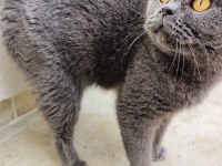 Dişi british shorthair