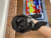 60 günlük pekinez köpekler