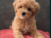 Maltipoo Bebekler