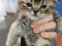 Minik scottish fold yavrularımız