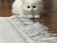 British longhair orjinal