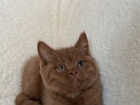 Safkan British Shorthair Cinnamon dişi yavru