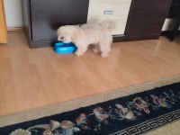 Sevimli toy poodle