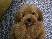 Poodle Köpeğimiz 4 Aylık Mila Yeni Yuva Arıyor