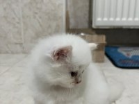 Safkan beyaz 2 adet erkek british longhair yavrusu