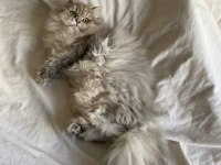British longhair kartpostal mı gerçek mi