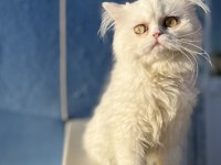 İRAN KEDİSİ