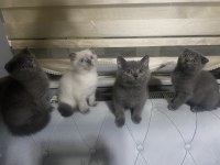 Hem güzel olsun hem uysal olsun diyenlere