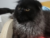Sevimli bıdık british shorthair