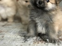 Yeni Pomeranian Yavrularımız, Yeni Yuvalarımız