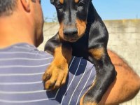 Doberman Profesyonel Irk Tanıtımı Ve Destek
