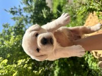 Şecereli Safkan Labrador retriever yavruları