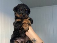 Rottweiler yavruları