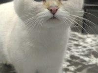 Güzel british shorthair kızımız sahiplendirilecek