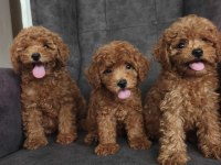 Toy Poodle Bebekler