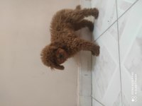 KORE POODLE BEBEKLERİ