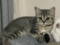 Safkan british longhair dişi yavrusu