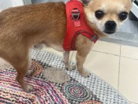 Cep Herkülüm Şivava Köpeğim