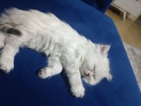 Son bir yavru british longhair