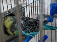 Jumbo muhabbet kuşu çifti