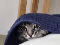 Baba British Anne Maine coon 5 aylık erkek Magnus