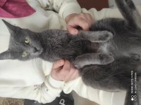 Russian blue kızıma güvenilir aile 18 aylık