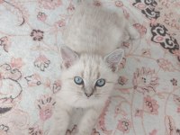2.5 Aylık British Shorthair Lynx Point