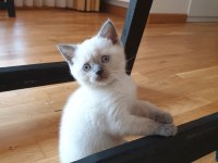 Scottish fold 2.5 aylık yavrumuz