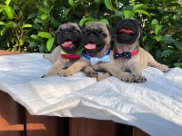 KALİTELİ PUG YAVRULAR