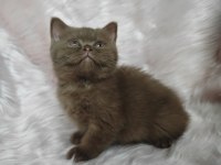 Cinnamon dişi british shorthair