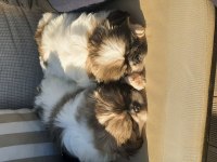 Pekinez yavru köpeğimiz imperial cinsi