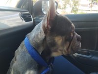 Ücretsiz sahiplendirme french bulldog