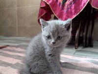 bu guzel yavrulara yuva ariyoruz