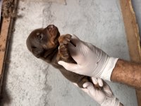 Anne altından doberman yavruları