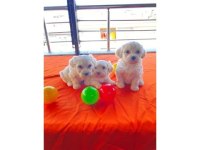A Kalite maltese bebeklerimiz