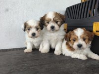 Morkie köpeği yavrularımız