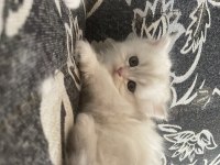 British Longhair 35 Günlük Dişi