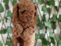 Saf Toy Poodle Nadir Kalite
