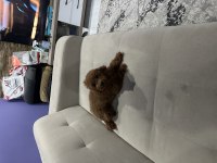 4 Aylık Poodle Uyguna Verilecektir