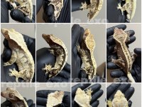 SAĞLIKLI CRESTED GECKOLAR ÜST KALİTE