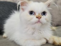 HEPSİ BİRİNDEN GÜZEL YAVRU VE YETİŞKİN İRAN KEDİSİ