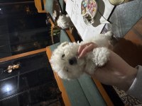 1 dişi ve 1 erkek maltese terrier 3 aylık safkan