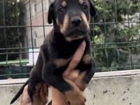 Harika Anatomi Doberman Yavrular