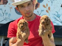 Maltipoo oyuncak tatlı bebişler