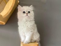 BRİTİSH LONGHAİR AY1133 ERKEK MUHTEŞEM TİP