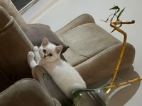 OYUNCU SEVECEN VE MİNNAK BRİTİSH SHORTHAİR